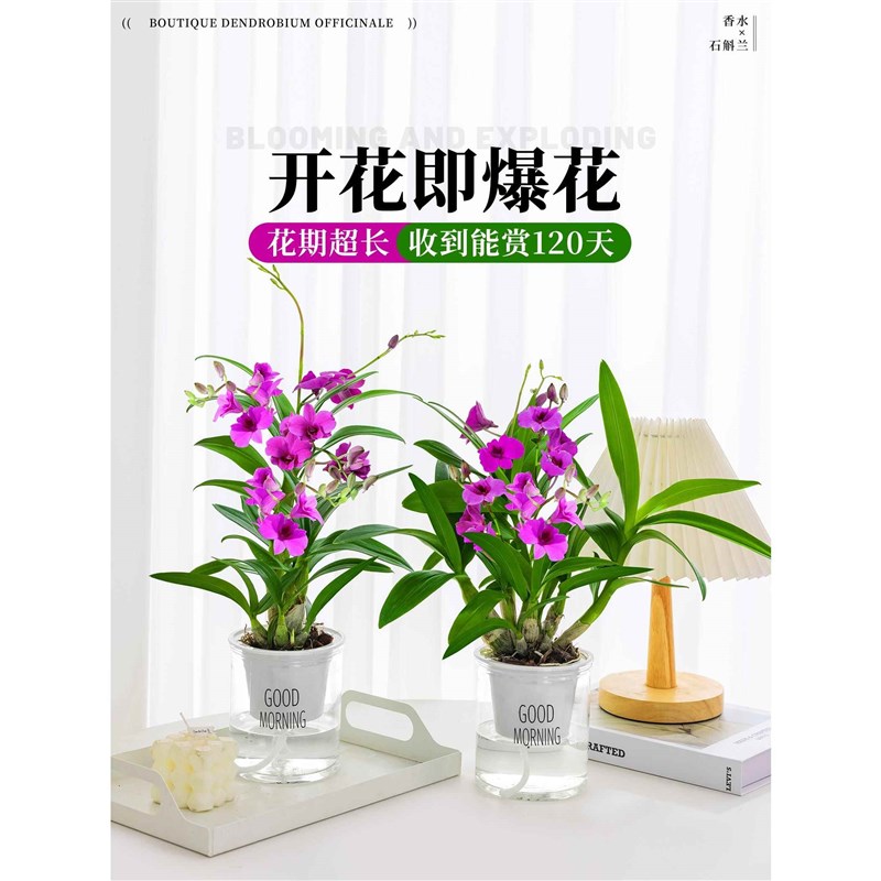 香水石斛兰盆栽水培植物带花室内桌面绿植花卉红泼墨兰花四季好养