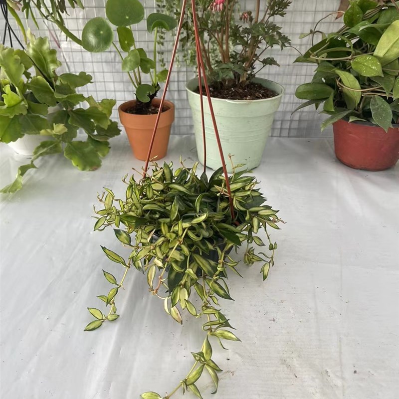 天涯球兰  大苗(长叶裂瓣内锦)珍惜品种 室内精选盆栽绿植花卉