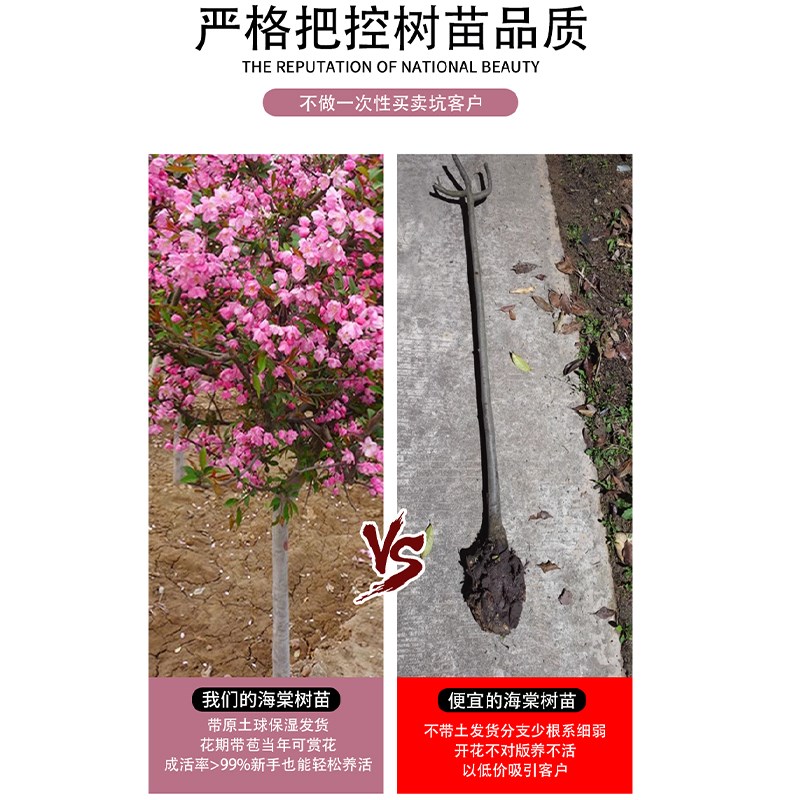 西府海棠树苗海棠树苗垂丝海棠花树苗盆栽室外庭院风景树地栽植物