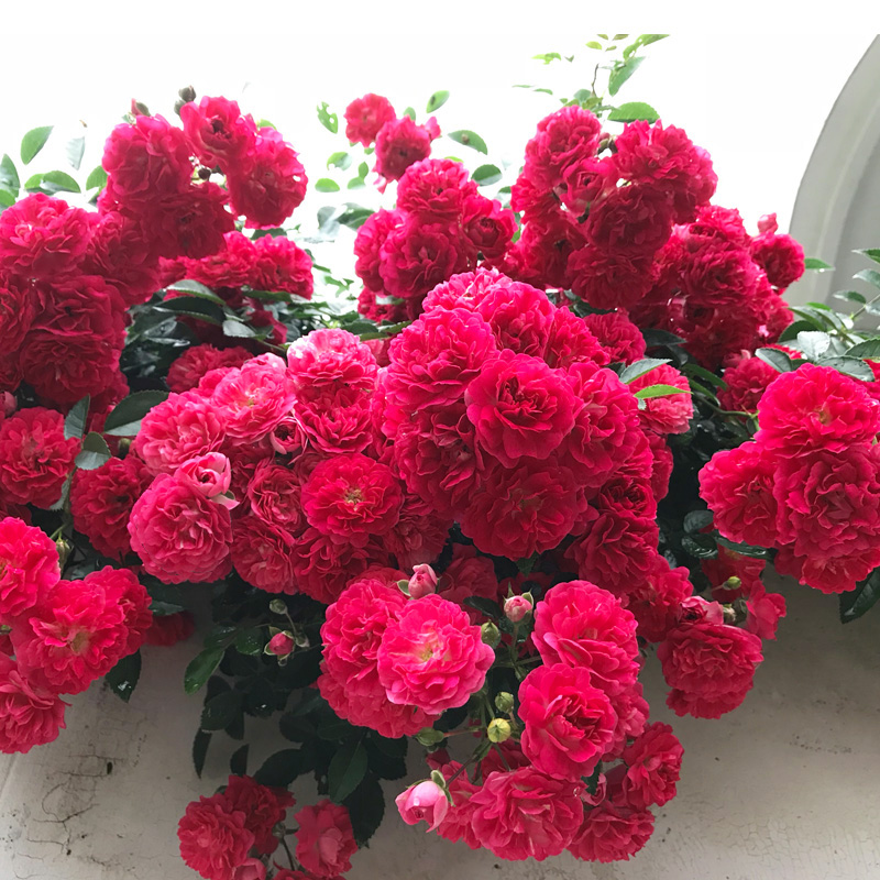 红色木香花大苗爬藤四季阳台庭院花卉攀援植物楼顶拱门蔷薇黄木香