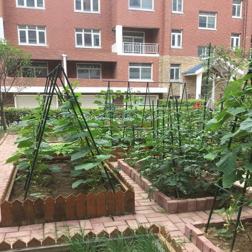 包塑爬藤杆支架园艺钢管黄瓜番茄爬藤支撑杆支柱支撑生长用