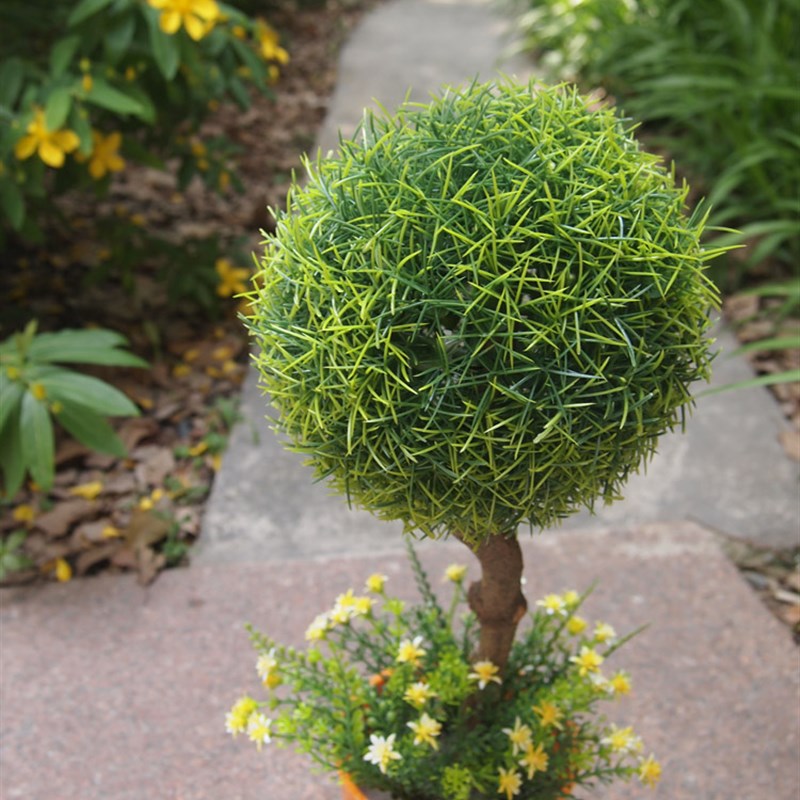 仿真小植物假盆景盆栽小草球米兰装配小花.摆放花卉窗台