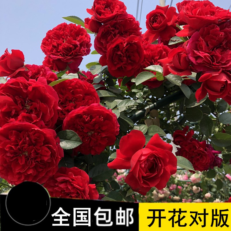 2米左右母系藤本月季大苗蔷薇花苗大花浓香四季花爬藤庭院围墙