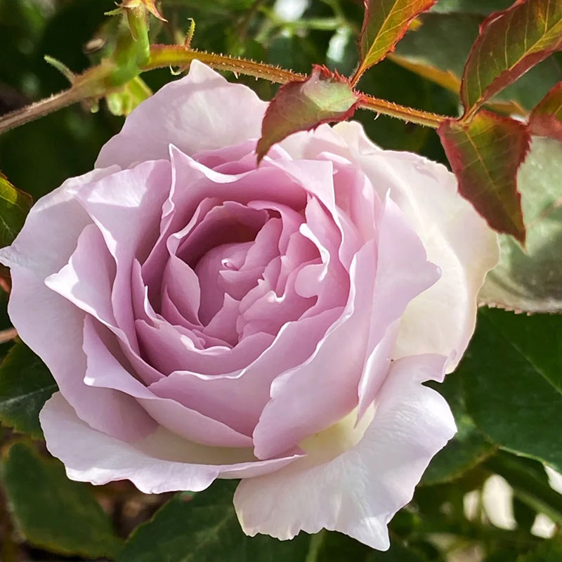 路西法月季花苗大花浓香多季紫色盆栽阳台玫瑰切花庭院勤花蔷薇