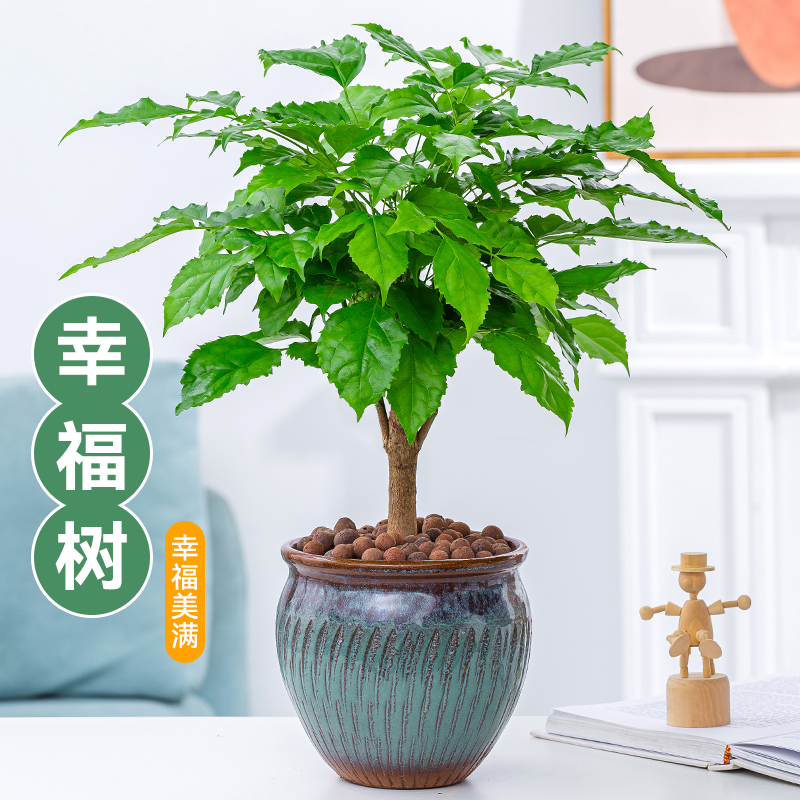 幸福树绿植盆栽室内外客厅独杆老桩平安树绿宝净化空气好养大花卉