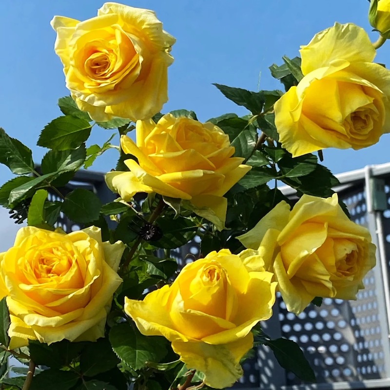 苏格兰黄油切花月季苗盆栽阳台庭院花朵杯状金黄色大花玫瑰四季开