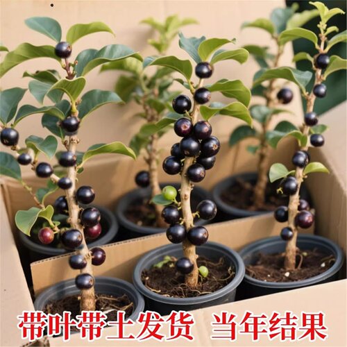 嘉宝果树苗果苗树葡萄沙巴艾斯卡特大嫁接果树庭院阳台懒人好种植