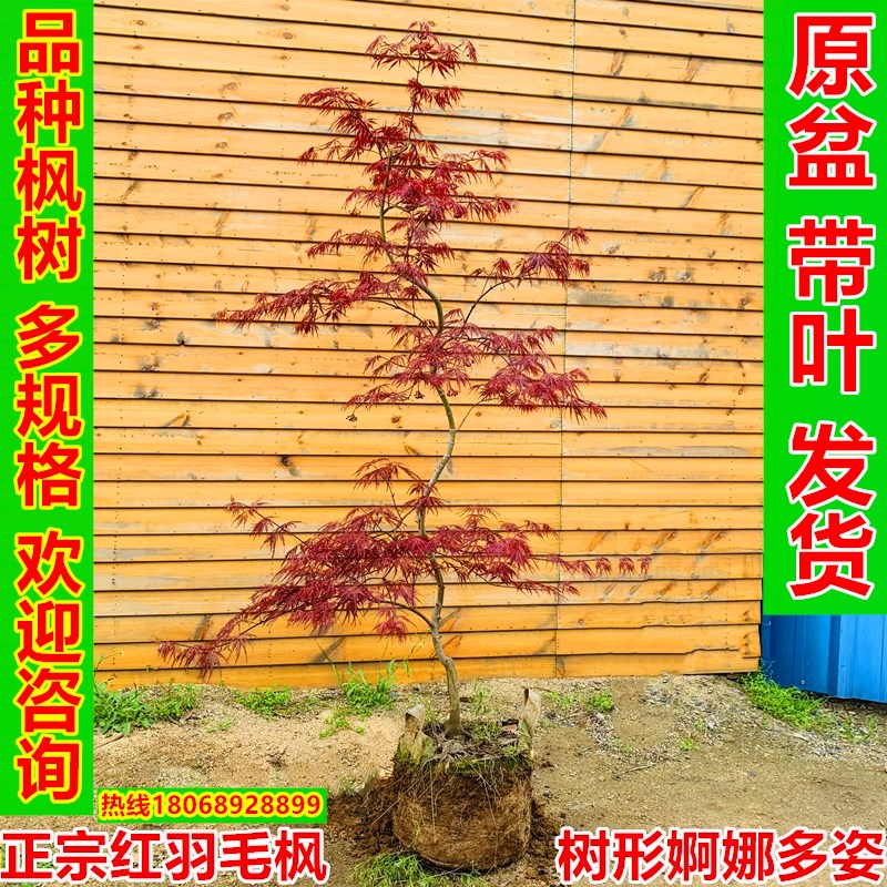 金隐月升秋月蕾丝约旦精灵流泉蝴B蝶外山红羽毛枫阳台盆栽庭院枫