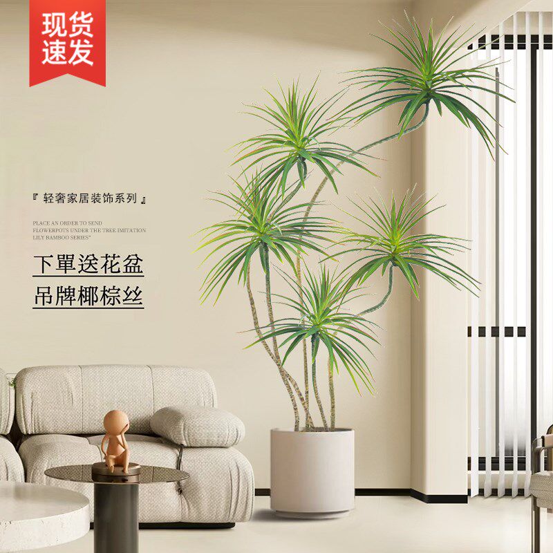 龙血树客厅绿植室内大型盆景好养落地盆栽旺宅植物花盆千年木禄植