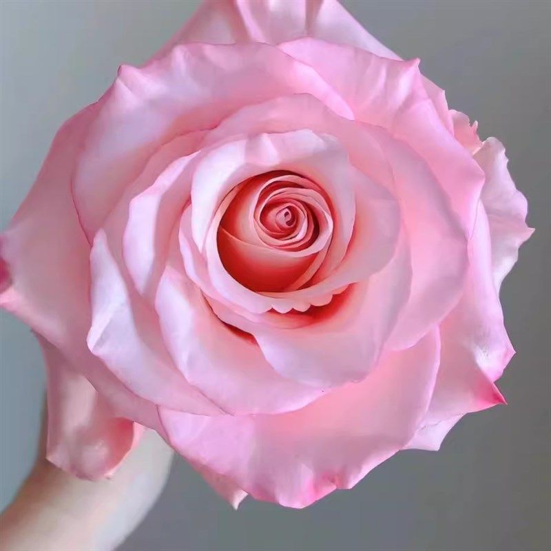 新品 罗斯林/爱的呼吸月季厄瓜多尔玫瑰大花直立盆栽阳台庭院花卉