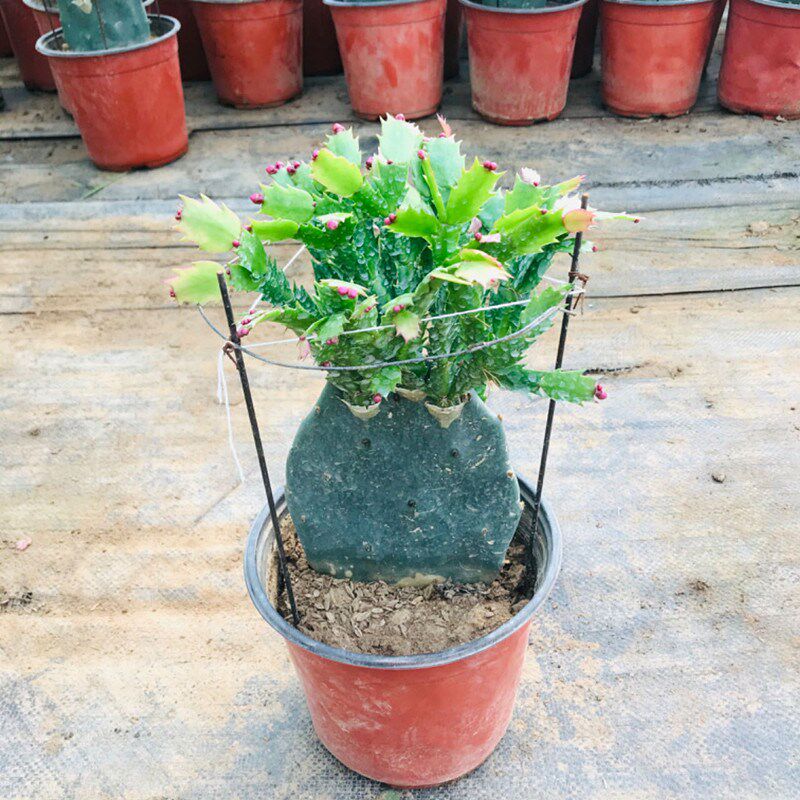 嫁接蟹爪兰仙人掌嫁接双层单层三层带土球多肉植物盆景花卉盆栽花