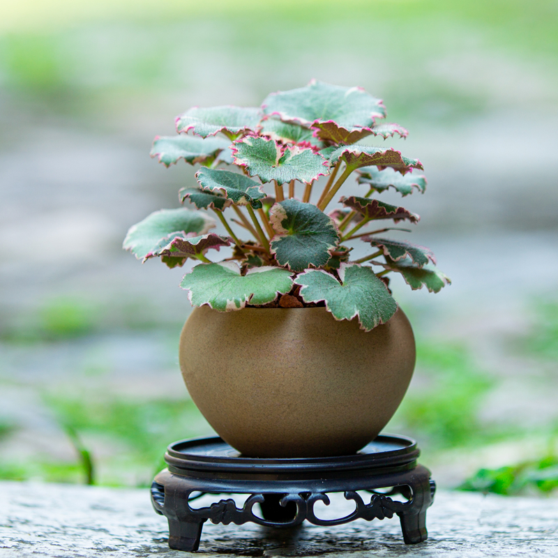 虎耳草御所车盆栽室内客厅办公室茶几桌面小盆景摆件净化空气绿植