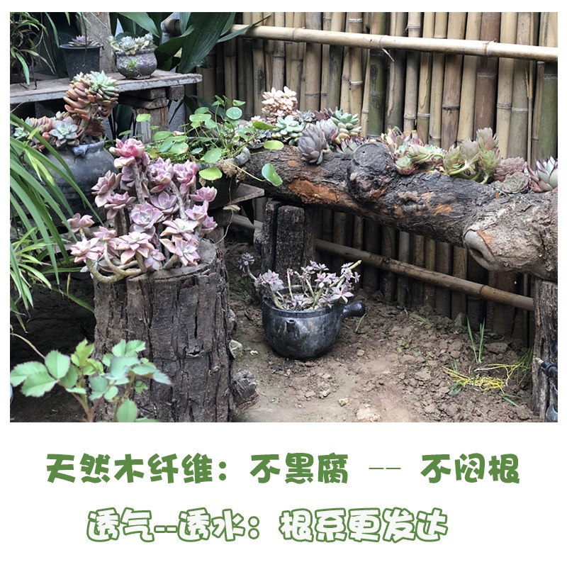 多肉花盆木头透气树桩树干老木槽原生态风化老枯木庭院阳台造景