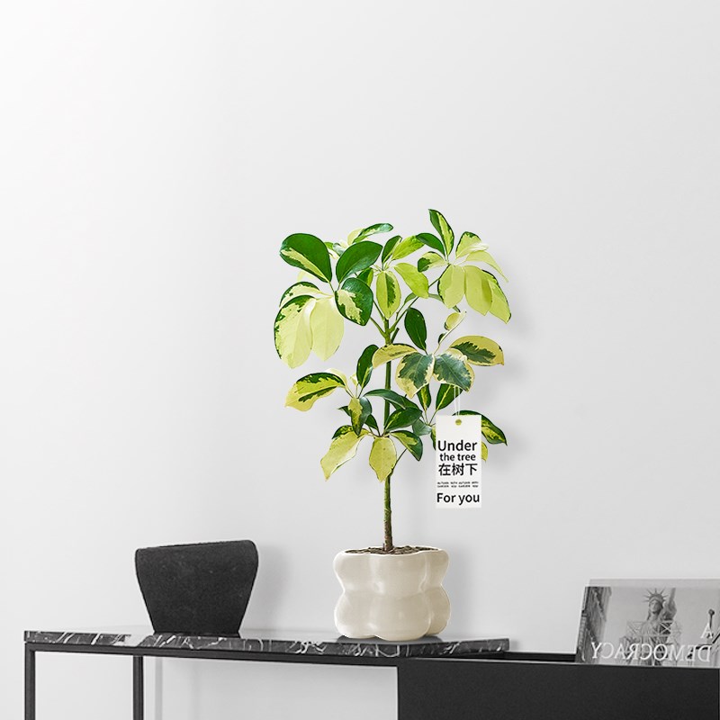 花叶鸭脚木盆栽招财树植物八方来财室内净化空气绿植七叶莲盆景观