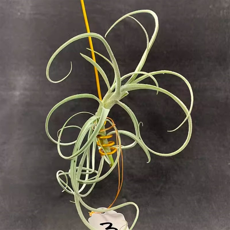 空气凤梨植物松萝杂树猴  松萝猴  一物一拍  实物如图