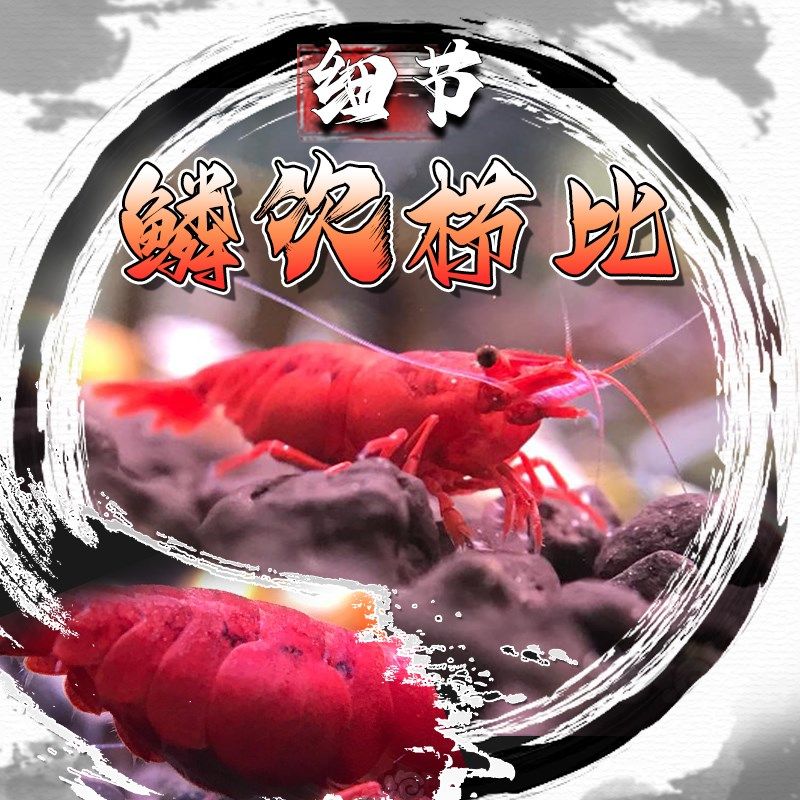 烤漆虾黑壳虾除藻虾鲜活观赏虾淡水宠物虾樱花虾极火虾鱼缸清洁虾,宠物/宠物食品及用品,虾,淘宝优惠券,粉丝福利购,淘宝优惠卷