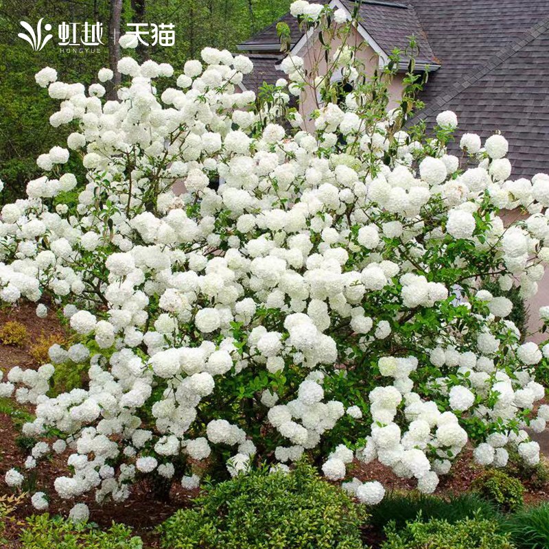 中华欧洲木绣球圆锥绣球绣球花斗球木绣球花盆栽耐寒木绣球树大苗