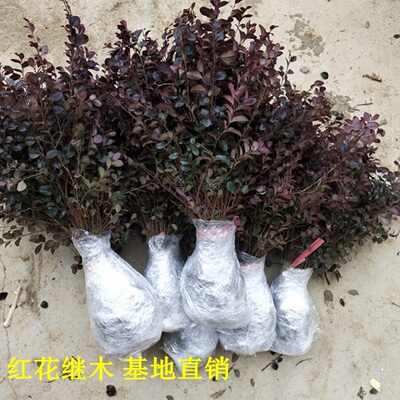 红花继木金森女贞黄杨树苗园林别墅庭院花坛绿化绿篱小苗球形包邮