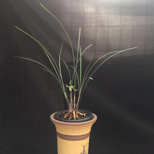 兰花苗细叶邱北蕙兰寒兰紫红芽好养易养活新手练手室内花卉盆栽