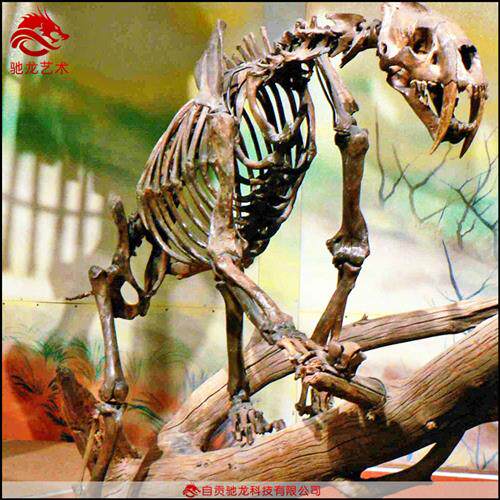 仿真剑齿虎骨架化石大型灭绝古生物骨头化石骨骼模型博物馆摆件