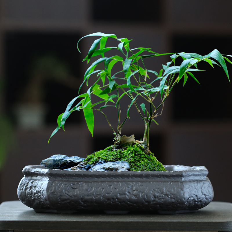 室内盆栽复古紫砂花盆大口径长方形桌面六月雪好养四季文竹发财树