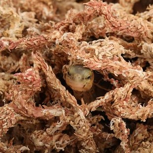 黄缘龟冬眠箱过冬垫材乌龟冬眠用品饲养箱智利水苔小龟冬眠盒套装