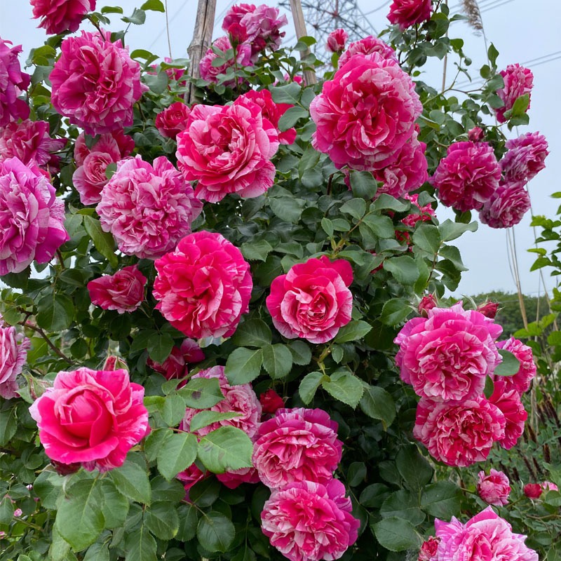 欧月无刺伊蕾莎斯特爬藤月季蔷薇花苗多花蔷薇月季花苗庭院盆栽苗