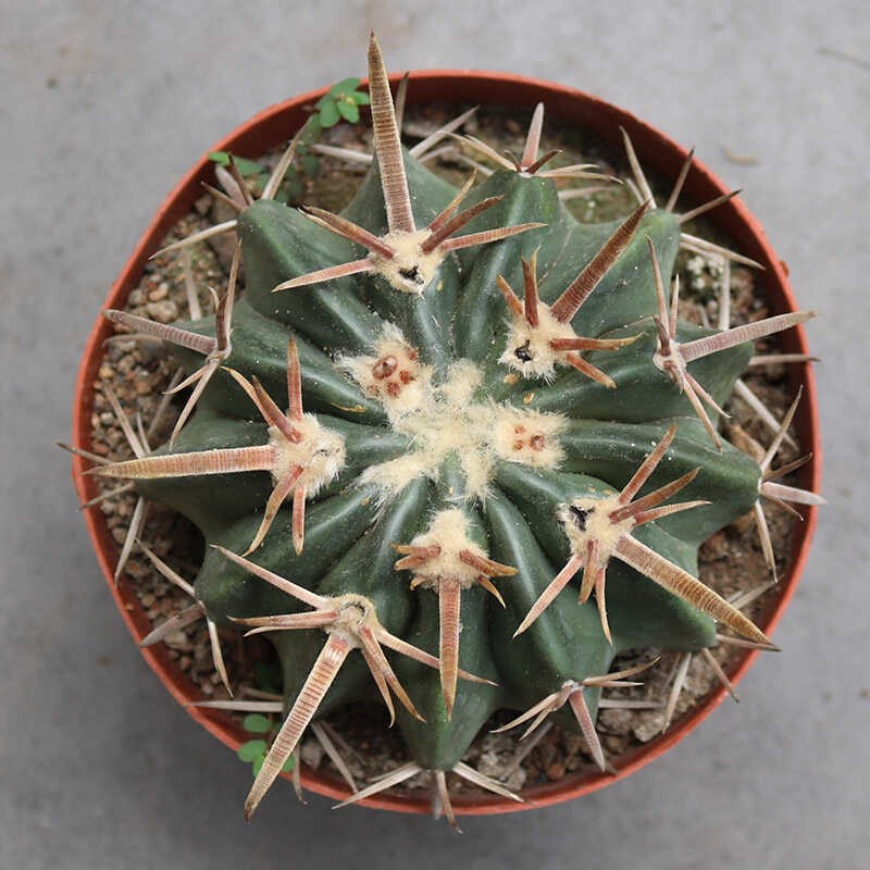 宽刺凌波实生仙人球稀有大颗美观花养仙人掌阳台庭院小盆栽
