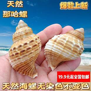 天然海螺那哈海螺贝壳手工diy装饰品卷贝鱼寄居蟹壳鱼缸造景珊瑚