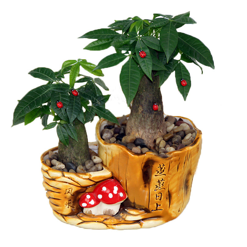 绿植盆栽发财树小办公室内好养盆景花卉客厅绿萝植物金钱花苗