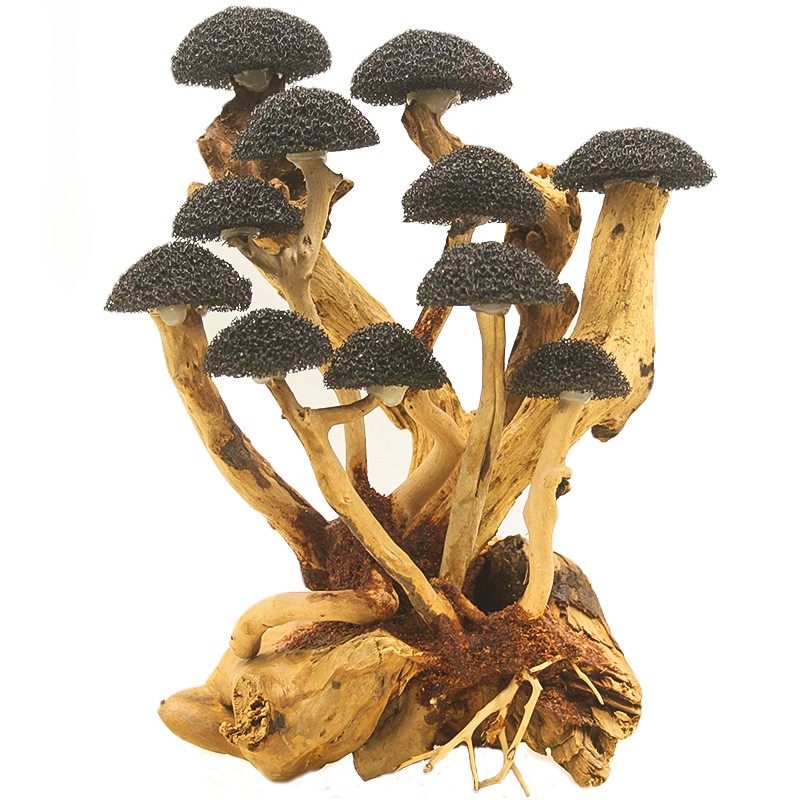 鱼缸造景沉木骨架蘑菇丛林入缸成景水族草缸装饰树森林莫斯树骨架,宠物/宠物食品及用品,造景/装饰,淘宝优惠券,粉丝福利购,淘宝优惠卷