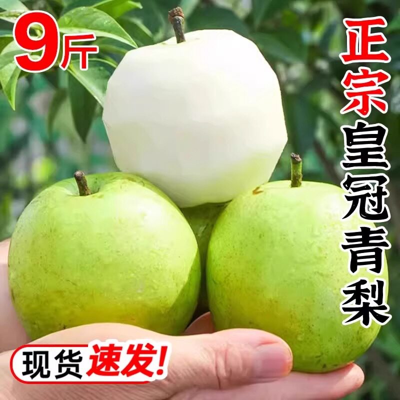 【下单立减30】现摘正宗青皮皇冠梨薄皮脆甜多汁当季新鲜水果