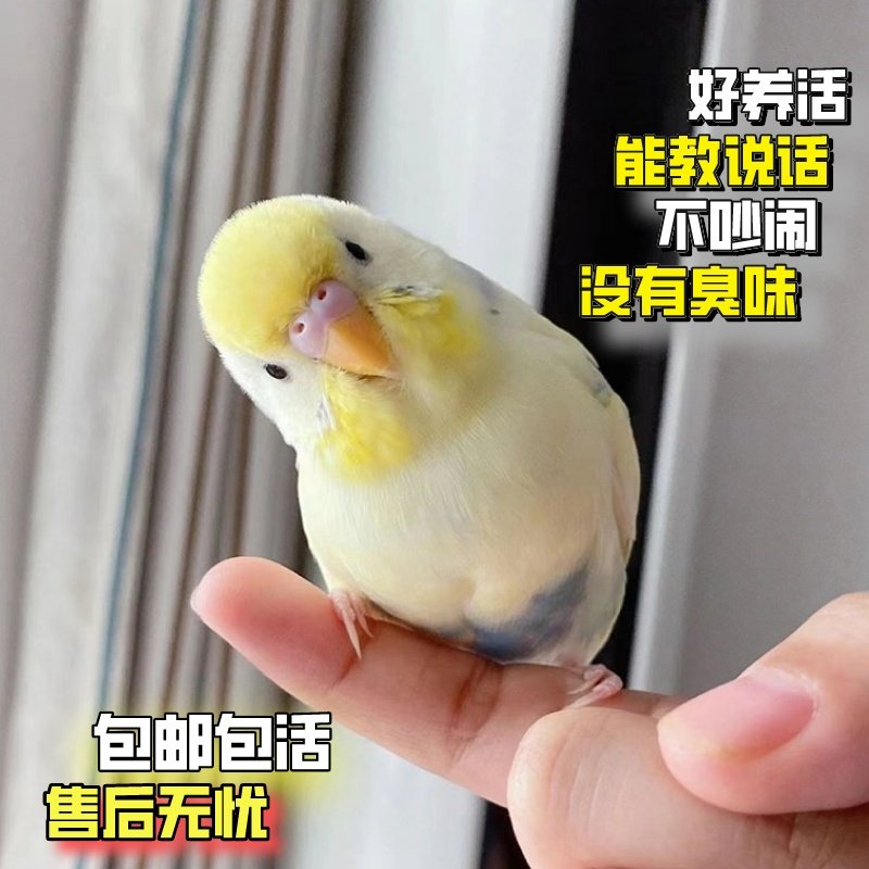 特色金彩大头虎皮鹦鹉活鸟手养亲人幼崽小鸟宠物雏鸟好养活会说话