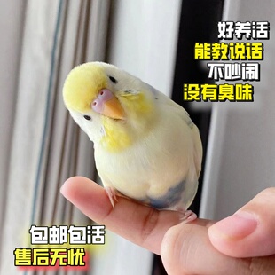 特色金彩大头虎皮鹦鹉活鸟手养亲人幼崽小鸟宠物雏鸟好养活会说话