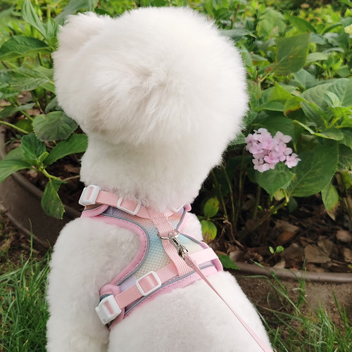 背心式宠物胸抱婴袋猫咪牵引绳遛猫神器小型犬可调节胸背狗狗牵引