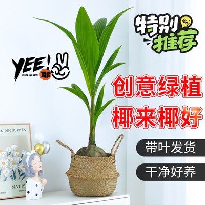 水培植物椰子树苗盆栽客厅阳台办公室室内水养水果可食用桌面绿植