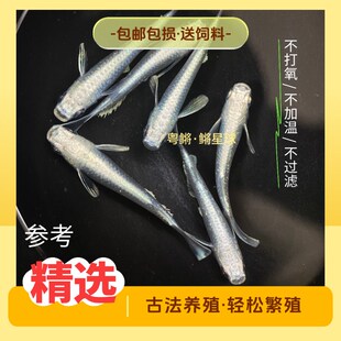 观背青鳉短鳍天使之翼练手鱼新手桌面观赏鱼造景迷你锦鲤