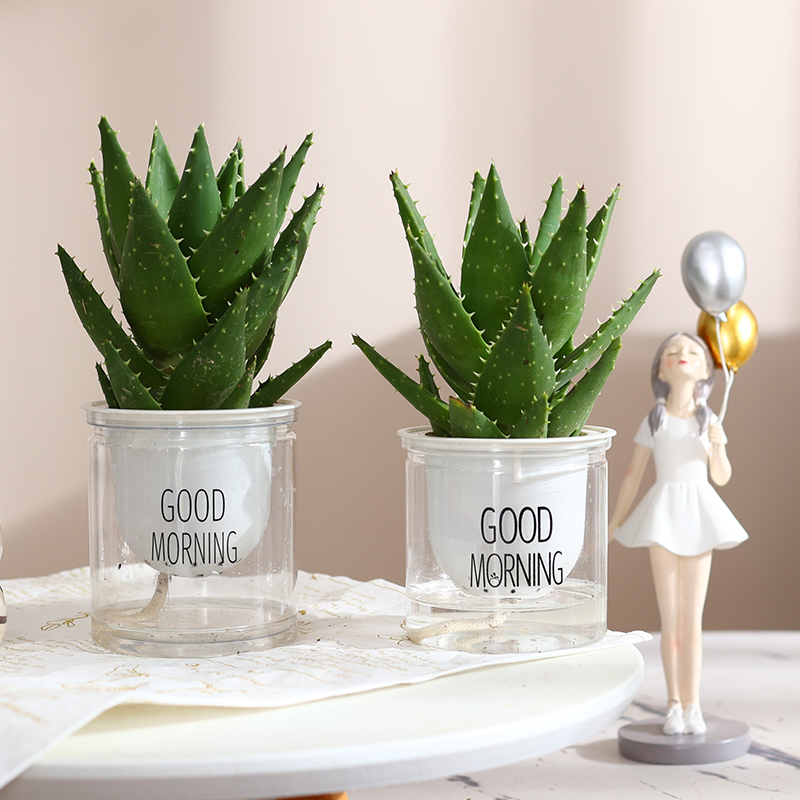 水培植物多肉芦荟盆栽不夜城室内绿植好养净化空气耐阴花卉仙人掌