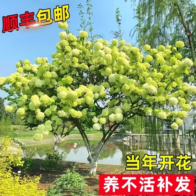 中华木绣球树苗庭院室外地栽斗球麻球耐寒绣球花木本老桩植物盆栽