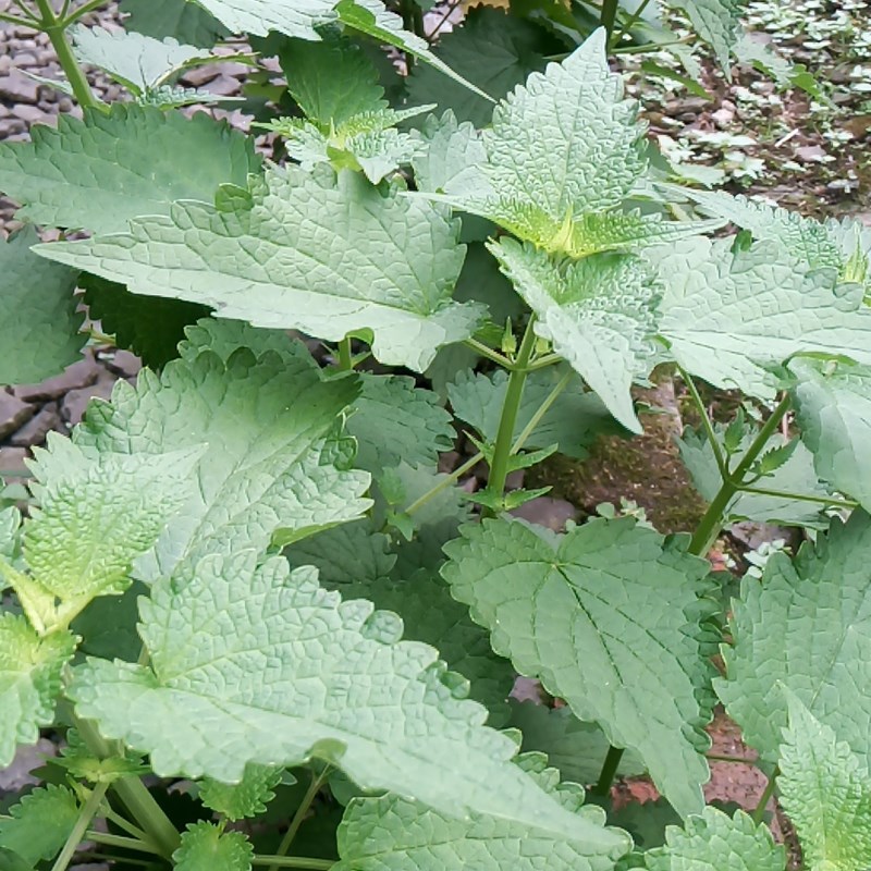 食用藿香盆栽老根土藿香苗广藿香树苗老桩大叶薄荷苗五香叶荷香苗