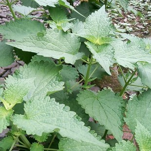 食用藿香盆栽老根土藿香苗广藿香树苗老桩大叶薄荷苗五香叶荷香苗