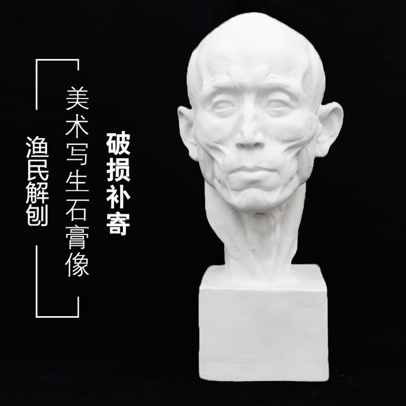 美术用品 石教具 渔民解剖头像 解剖切面 石像 分面石像