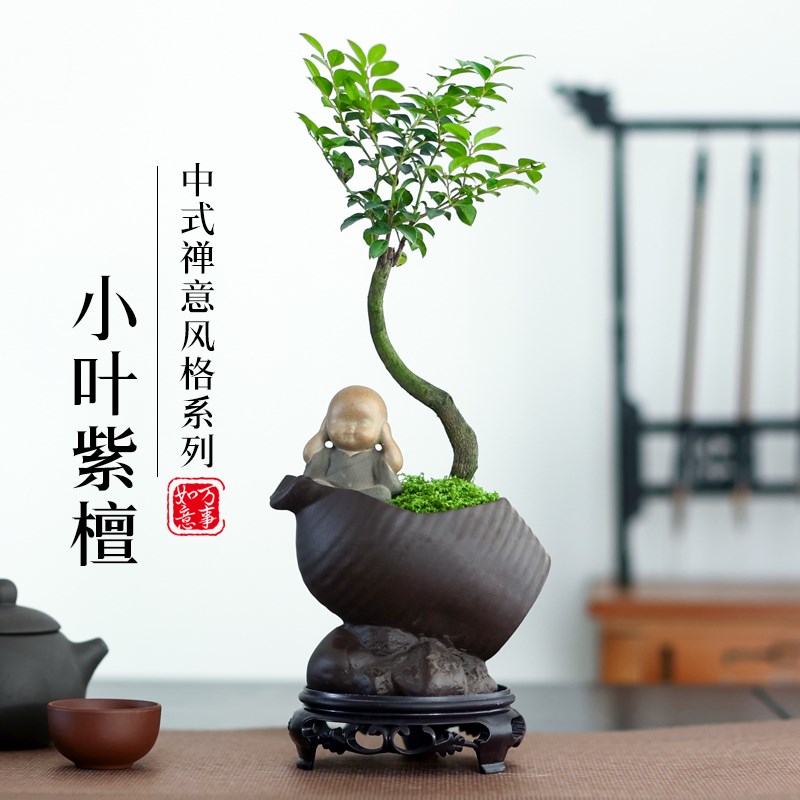 小叶紫檀盆景老桩植物室内茶几客厅茶几办公桌面四季养绿植盆栽