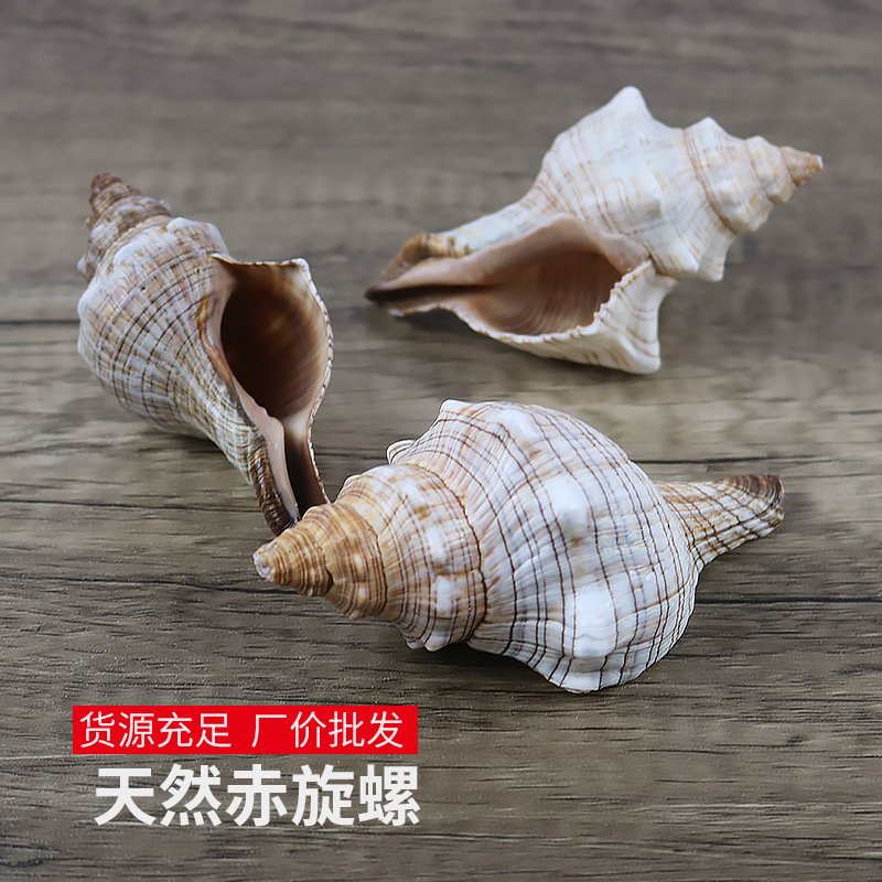 天然海螺贝壳赤旋螺婚礼拍摄道具鱼缸造景装饰羊角螺家居摆件