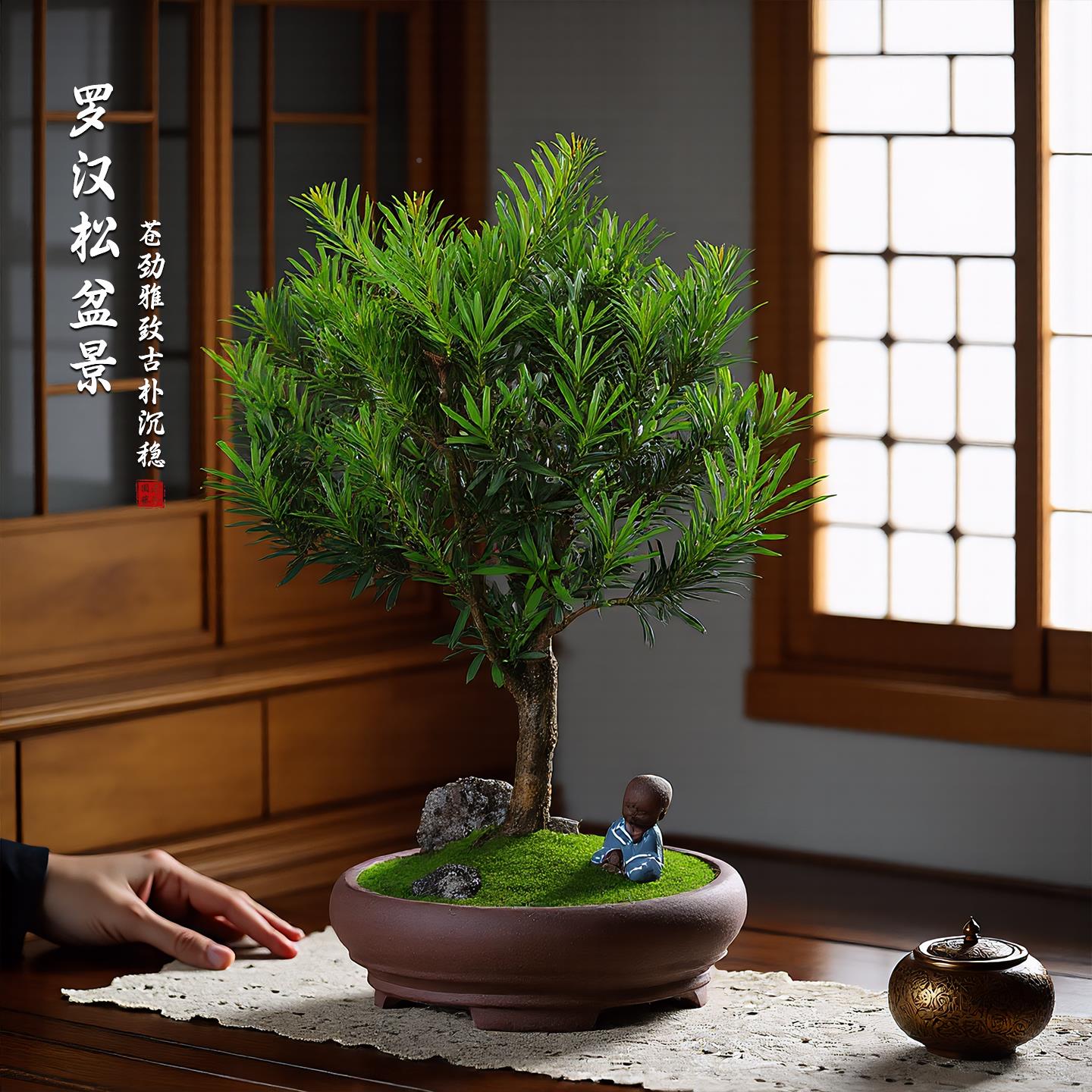 汉松盆景老植物盆栽雀舌树苗造型/树室内罗花绿植桌面微景观好桩