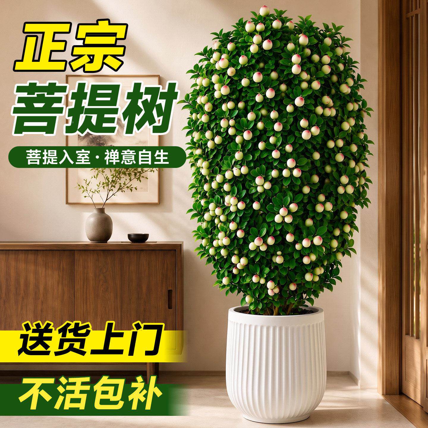 正宗盼菩提树盆栽带sxy菩提小大果棵特大号老桩根室内大型绿大植