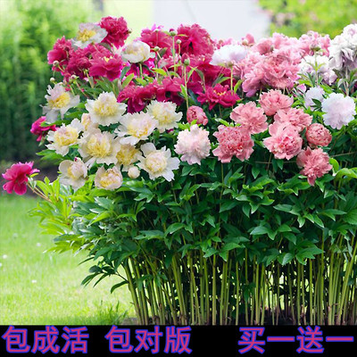 重瓣芍药根块多年生卉根茎庭院地栽根芍药苗带芽