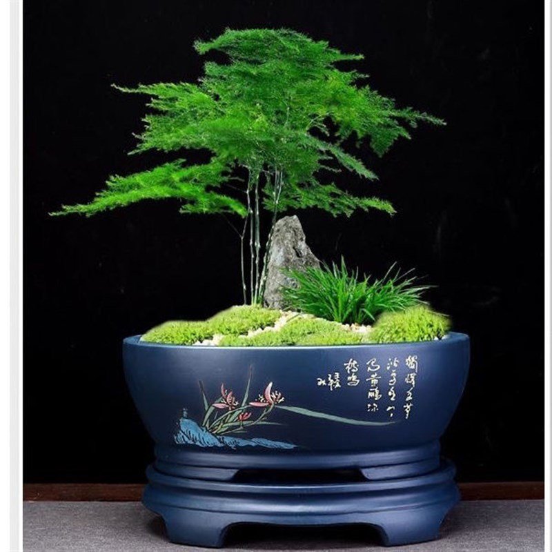 精品紫砂带底座椭圆梅花老桩榕树竹子桌面盆景透气花盆阳台绿植