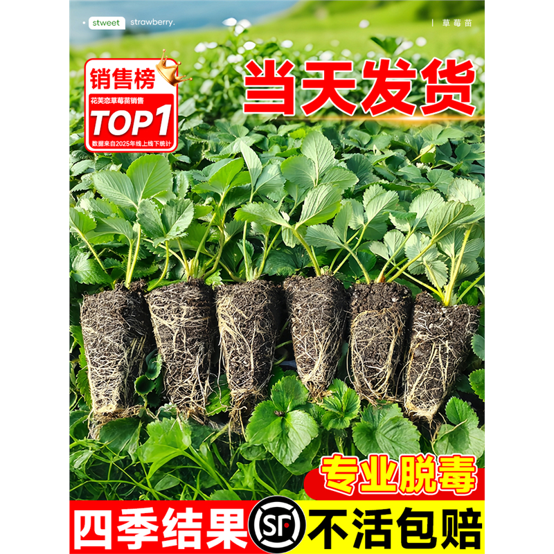 草莓苗穴盘秧盆栽特大号奶