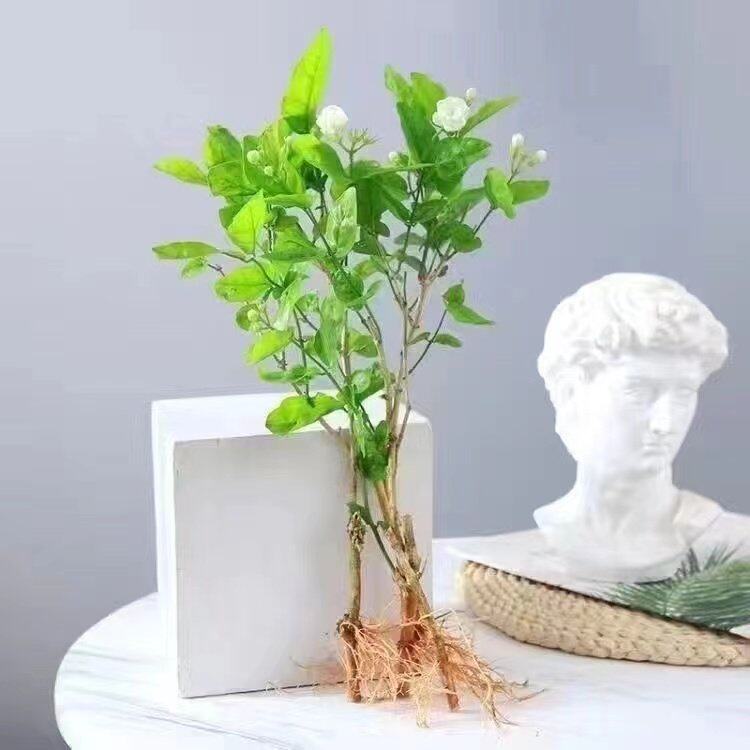 粗枝茉莉花水培植物盆栽带花苞教师节工位桌面绿植好养好看九里香